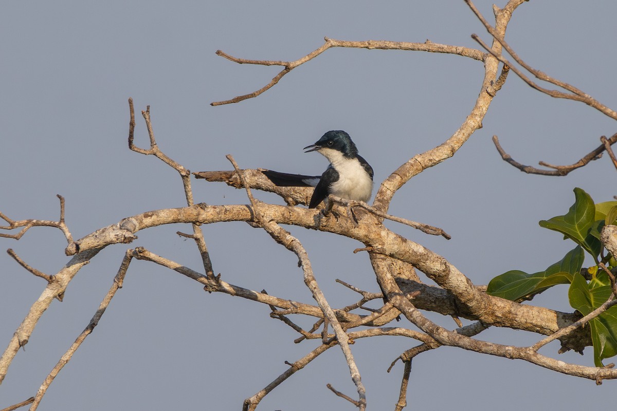 Paperbark Flycatcher - ML643076873