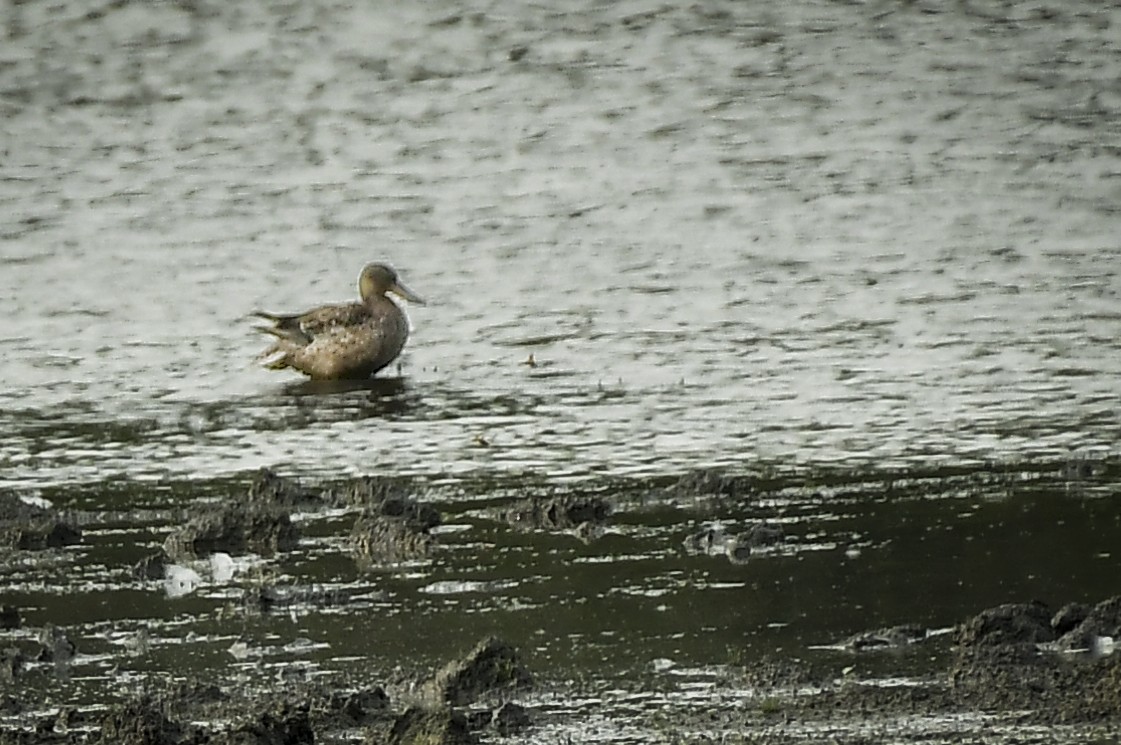 Northern Shoveler - ML643076874