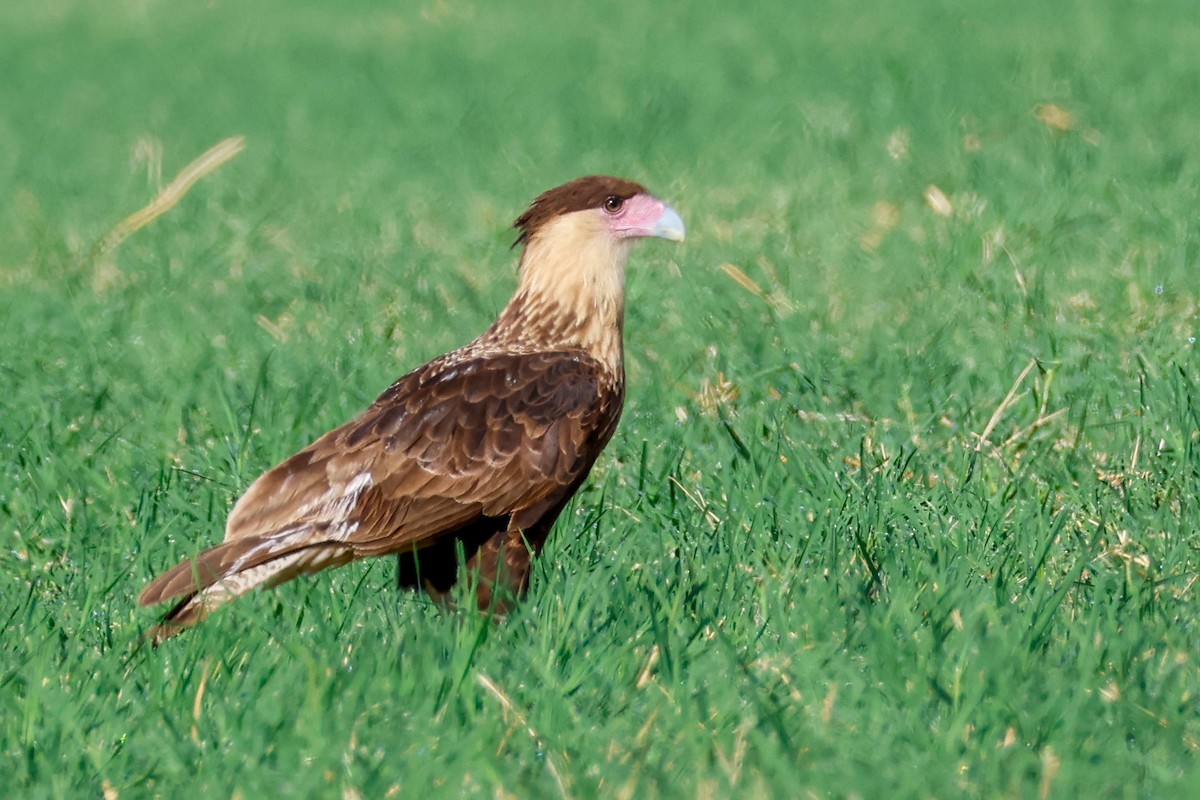 Crested Caracara (Northern) - ML643076879