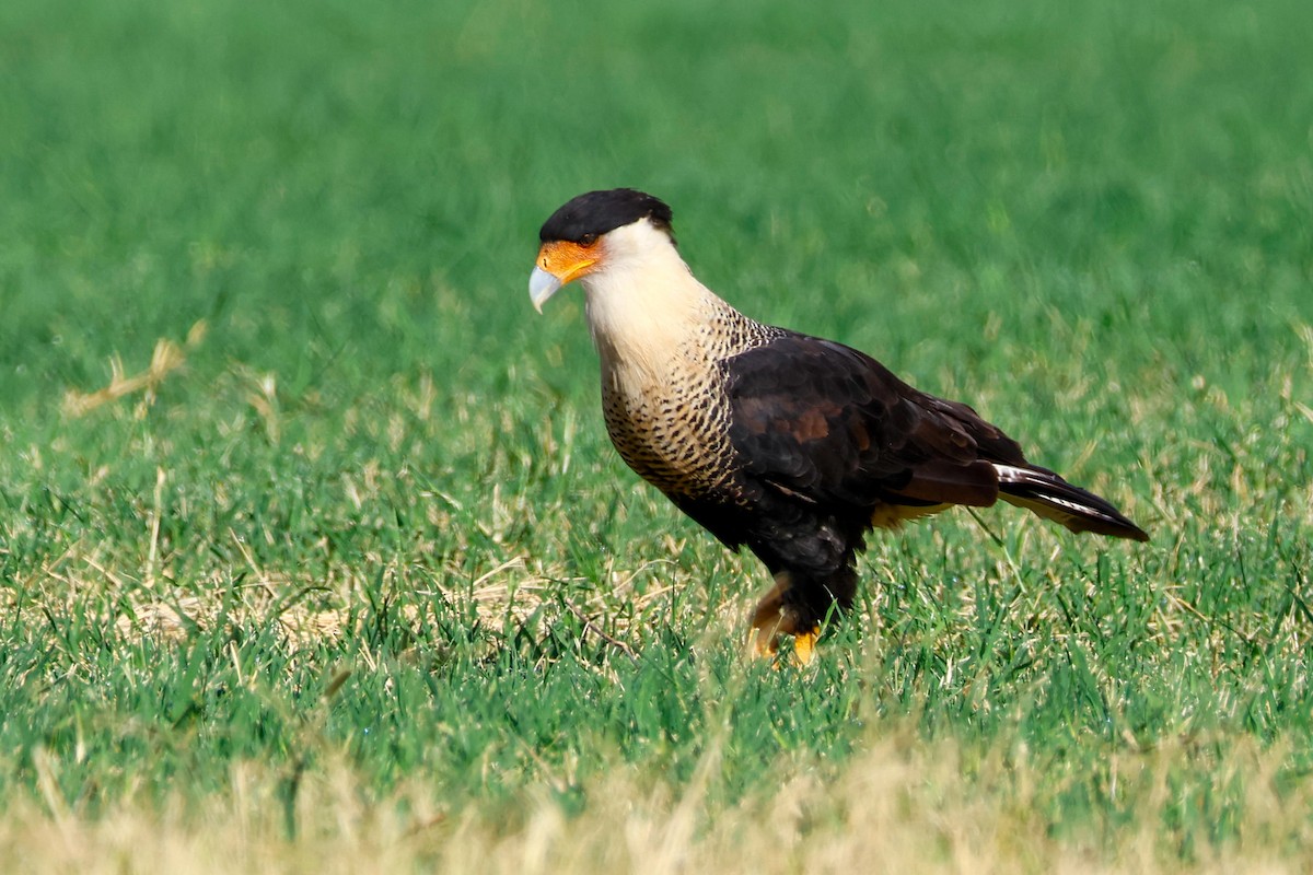 Crested Caracara (Northern) - ML643076880