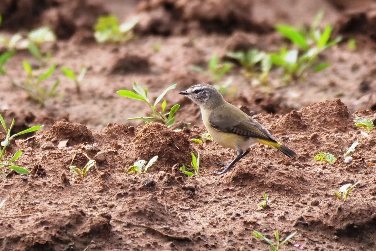 Yellow-rumped Thornbill - ML643076909