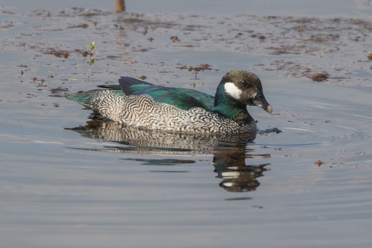 Green Pygmy-Goose - ML643076912