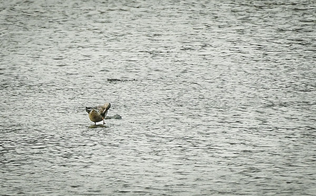Northern Shoveler - ML643076914