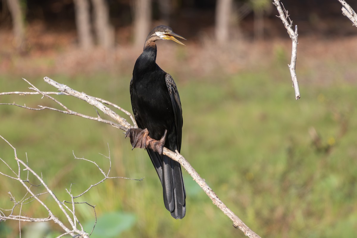 Australasian Darter - ML643076915