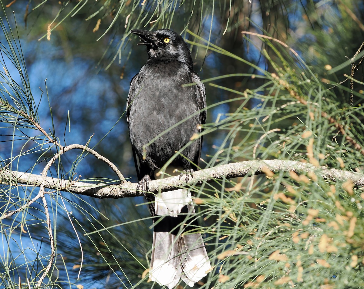 Pied Currawong - ML643076916