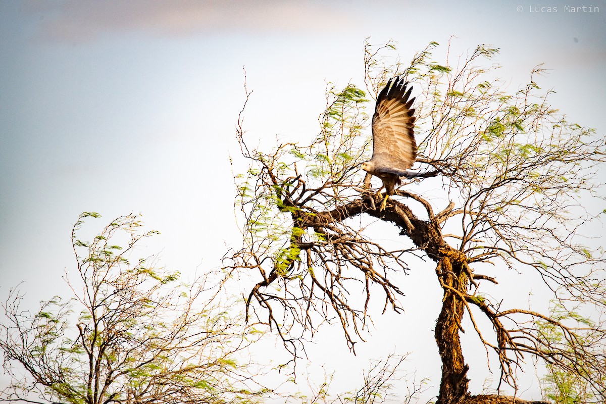 Chaco Eagle - ML643076948