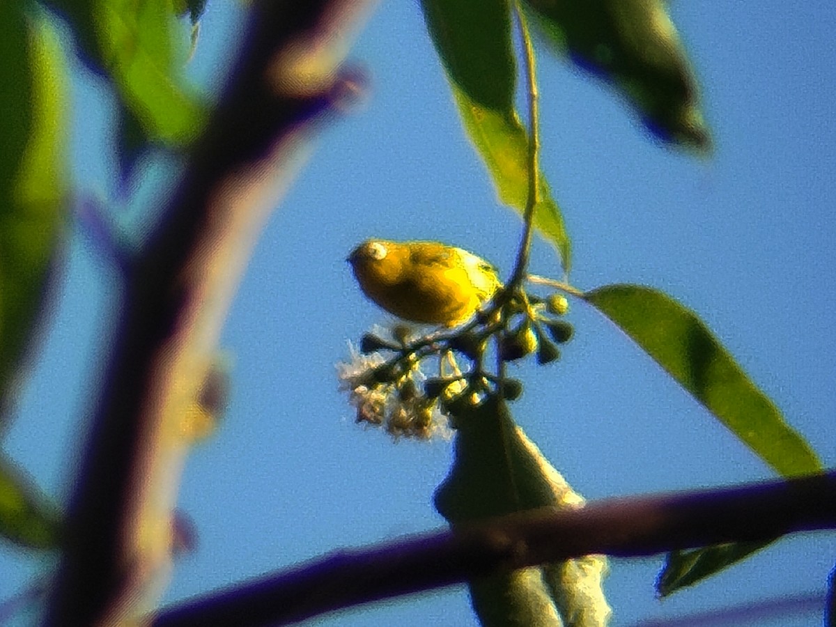 Ashy-bellied White-eye (Yellow-bellied) - ML643076957