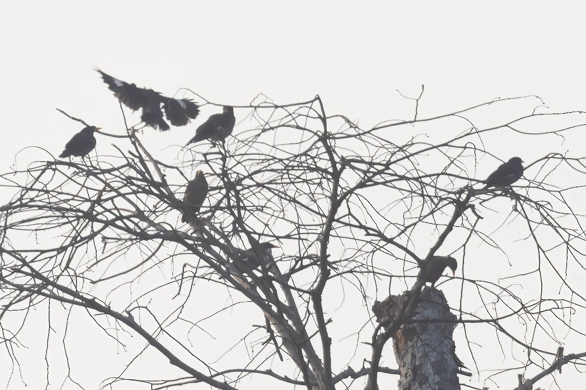 Javan Myna - ML643076960