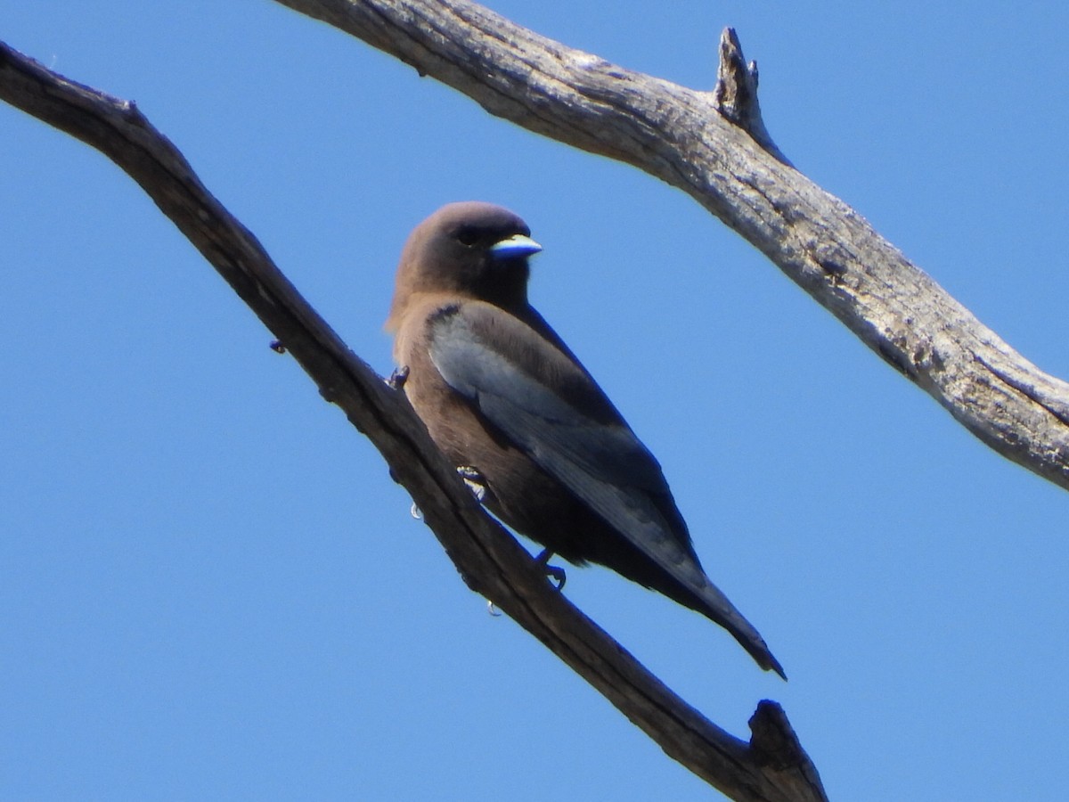 Little Woodswallow - ML643077004