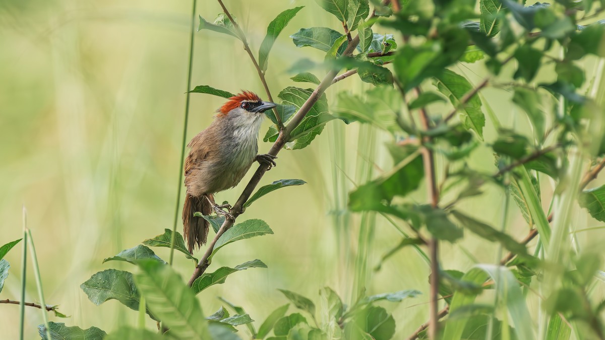 Chestnut-capped Babbler - ML643077025