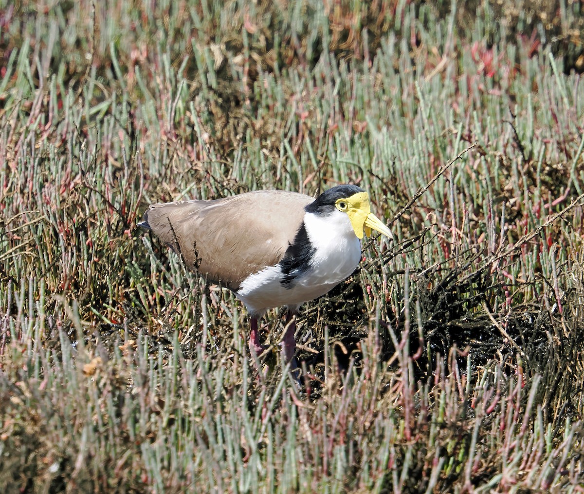Masked Lapwing (Black-shouldered) - ML643077026