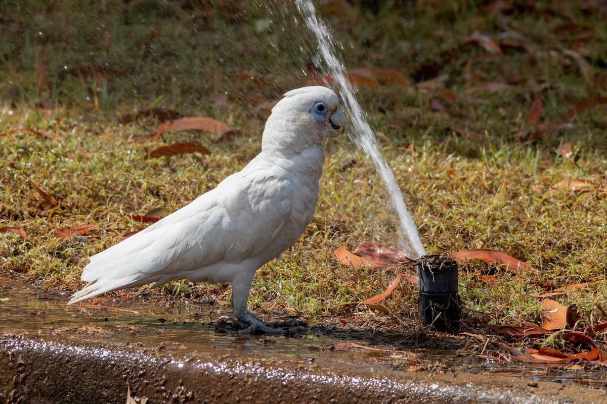 Little Corella - ML643077032
