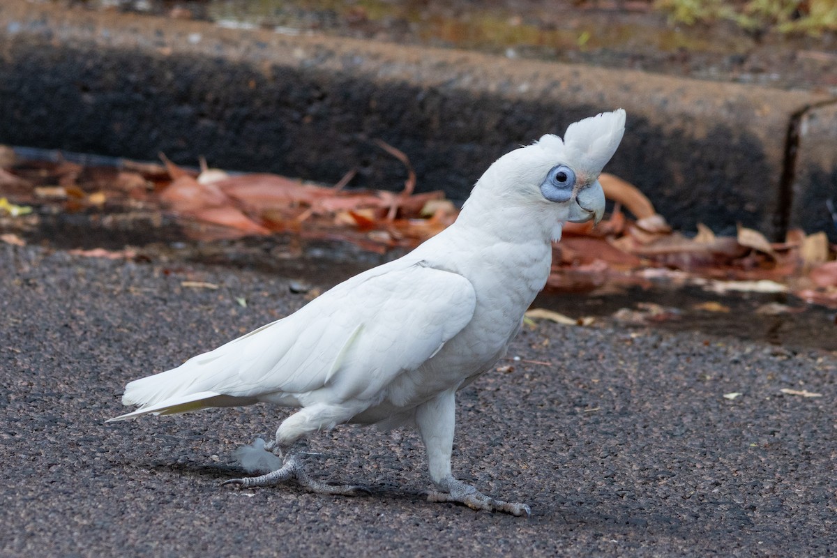 Little Corella - ML643077034