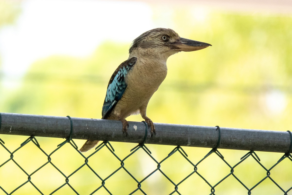 Blue-winged Kookaburra - ML643077035