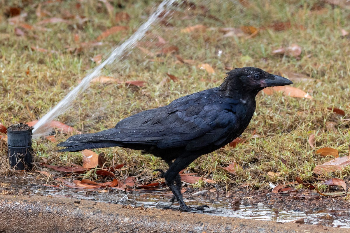 Torresian Crow - ML643077041