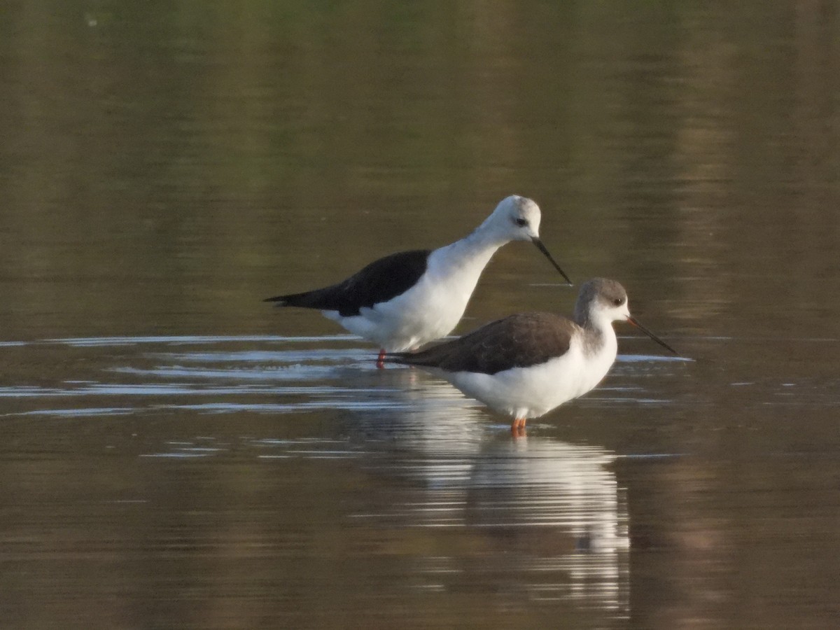 Black-winged Stilt - ML643077049
