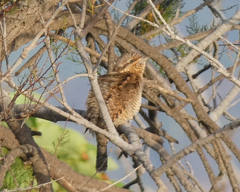Eurasian Wryneck - ML643077059