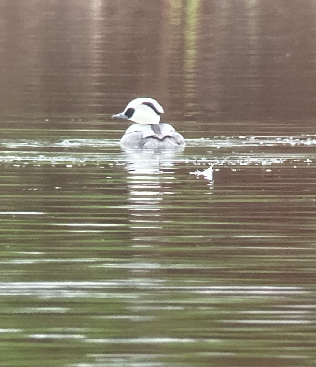 Smew - ML643077062
