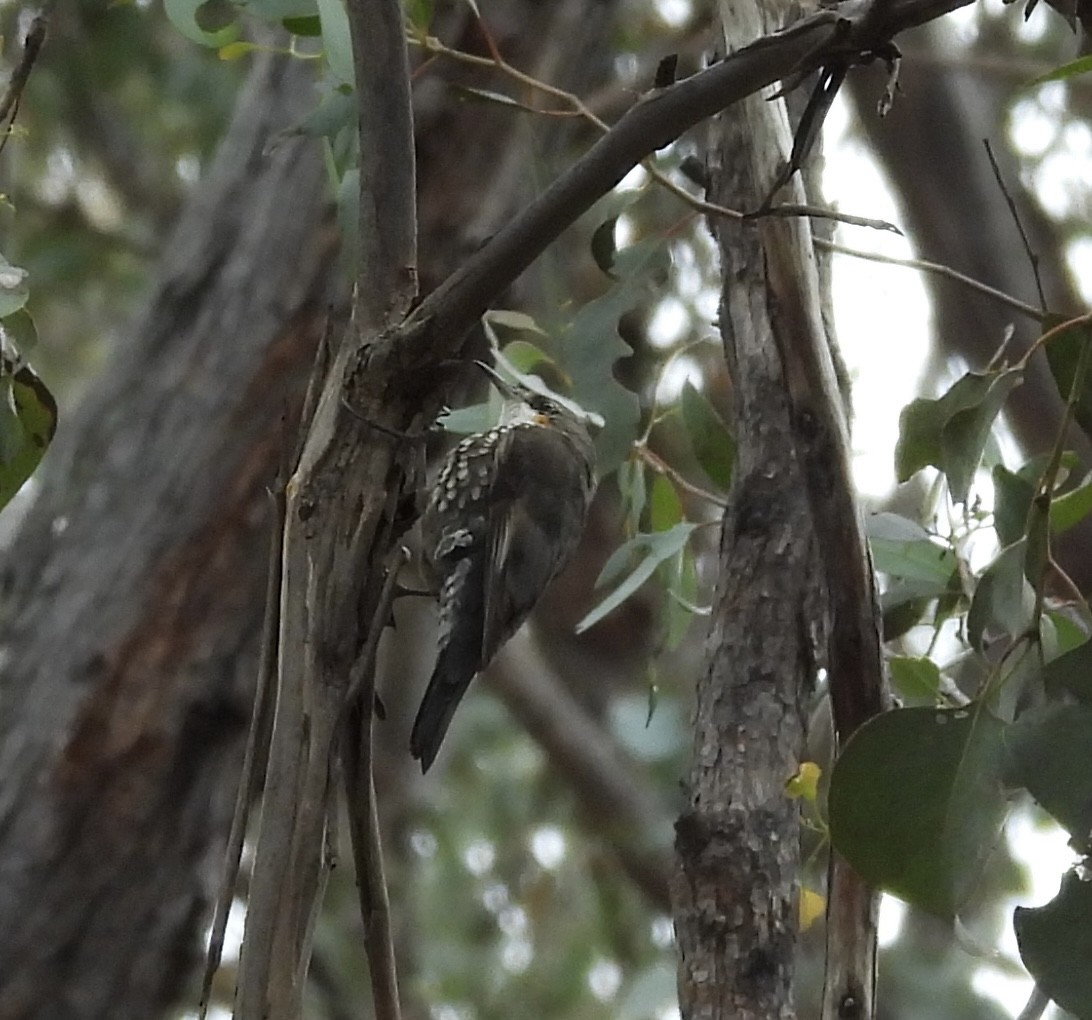 White-throated Treecreeper - ML643077066