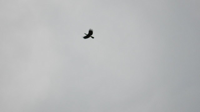 Bushy-crested Hornbill - ML643077158