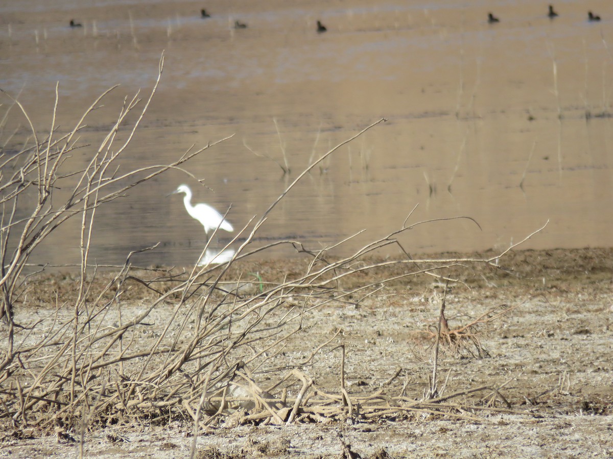 Western Cattle-Egret - ML643077160