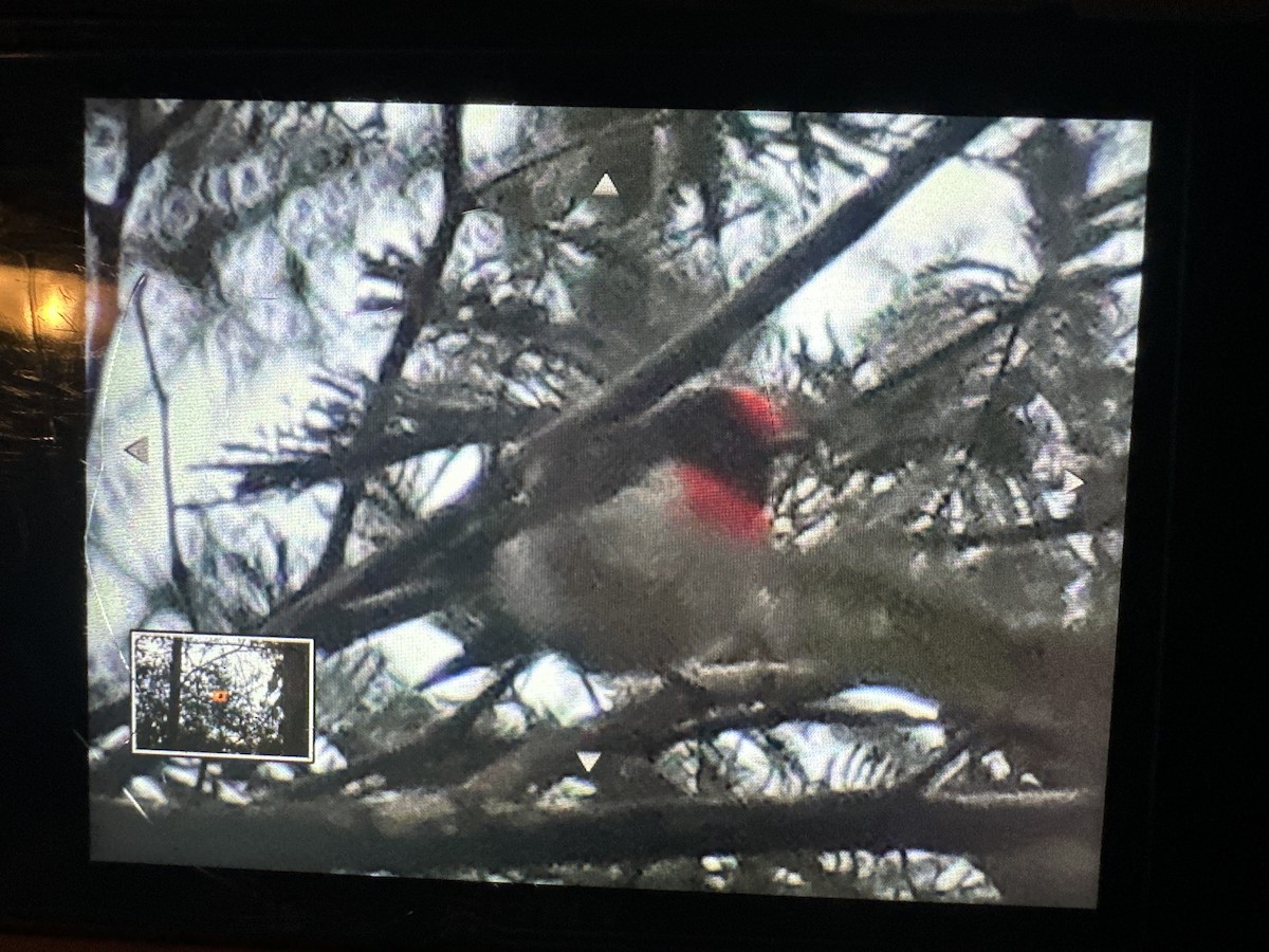 Red-capped Robin - ML643077175