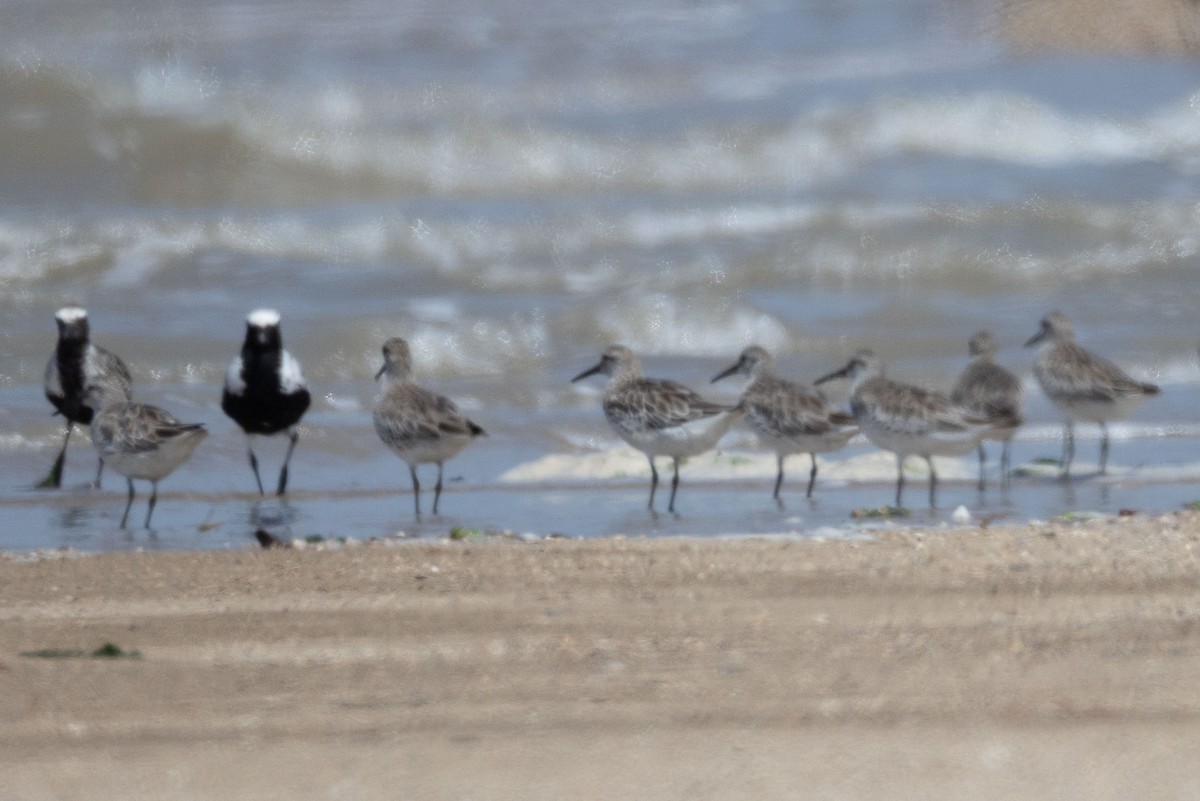 Great Knot - ML643077187