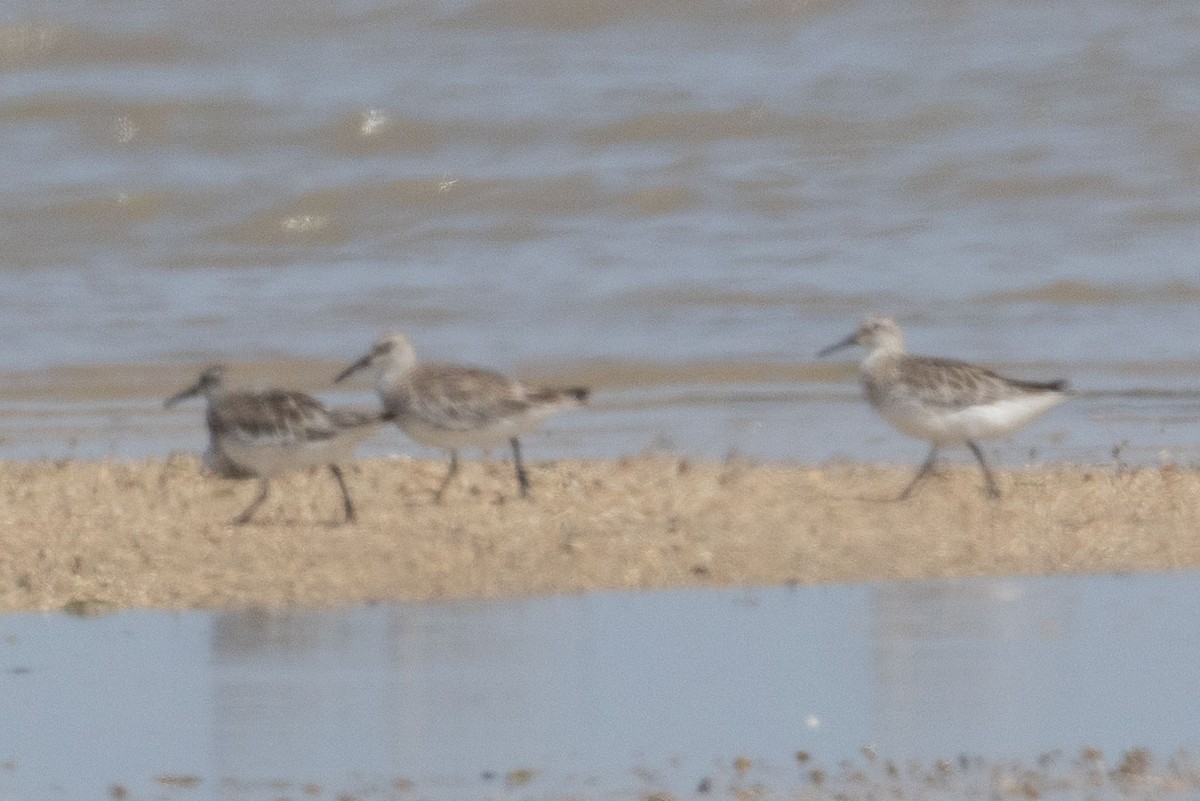 Great Knot - ML643077188