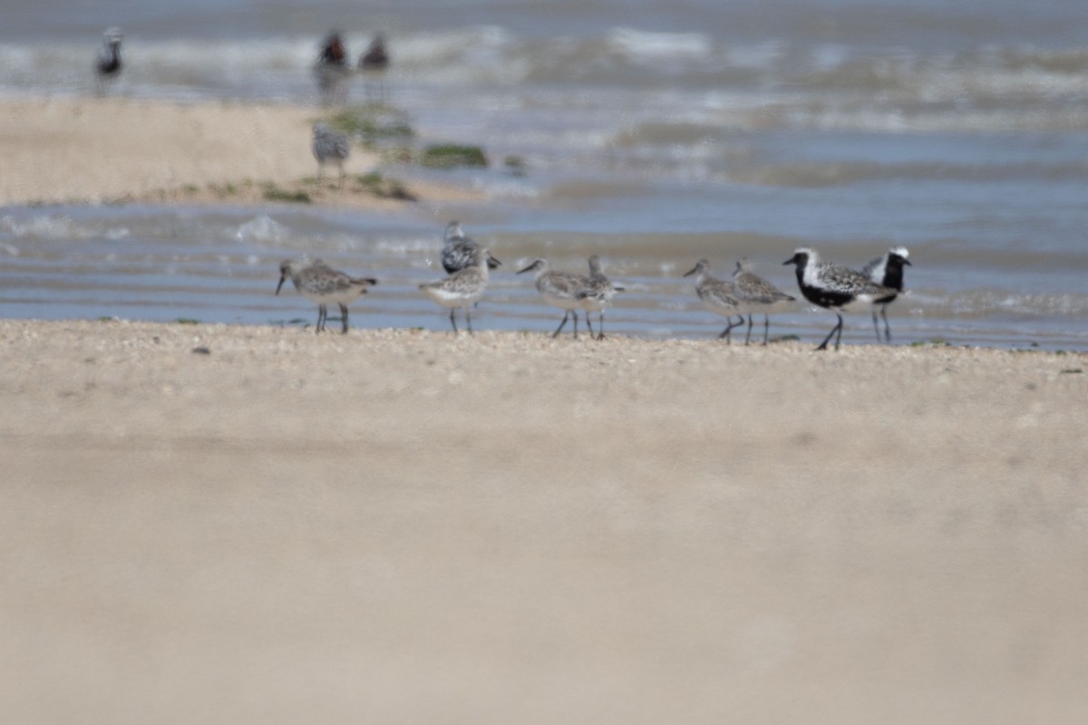 Great Knot - ML643077189