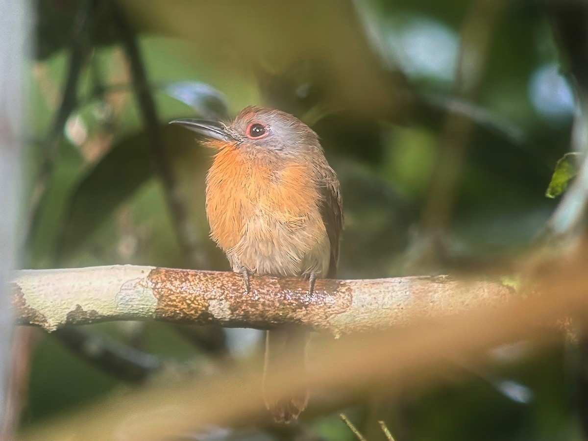 Gray-cheeked Nunlet - ML643077190