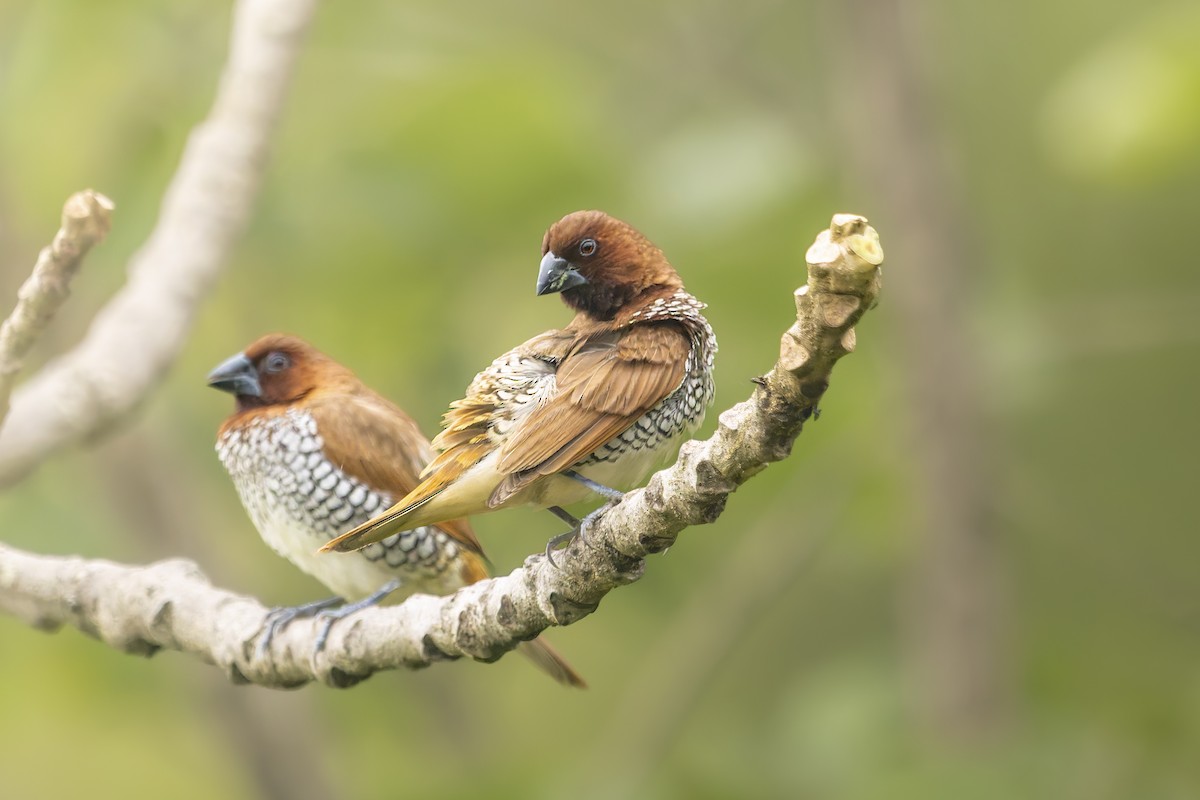 Scaly-breasted Munia - ML643077195