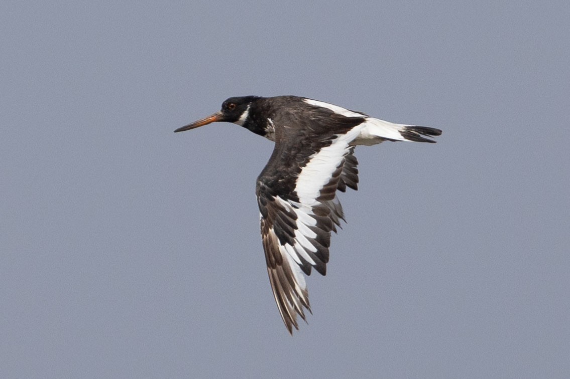Eurasian Oystercatcher - ML643077204