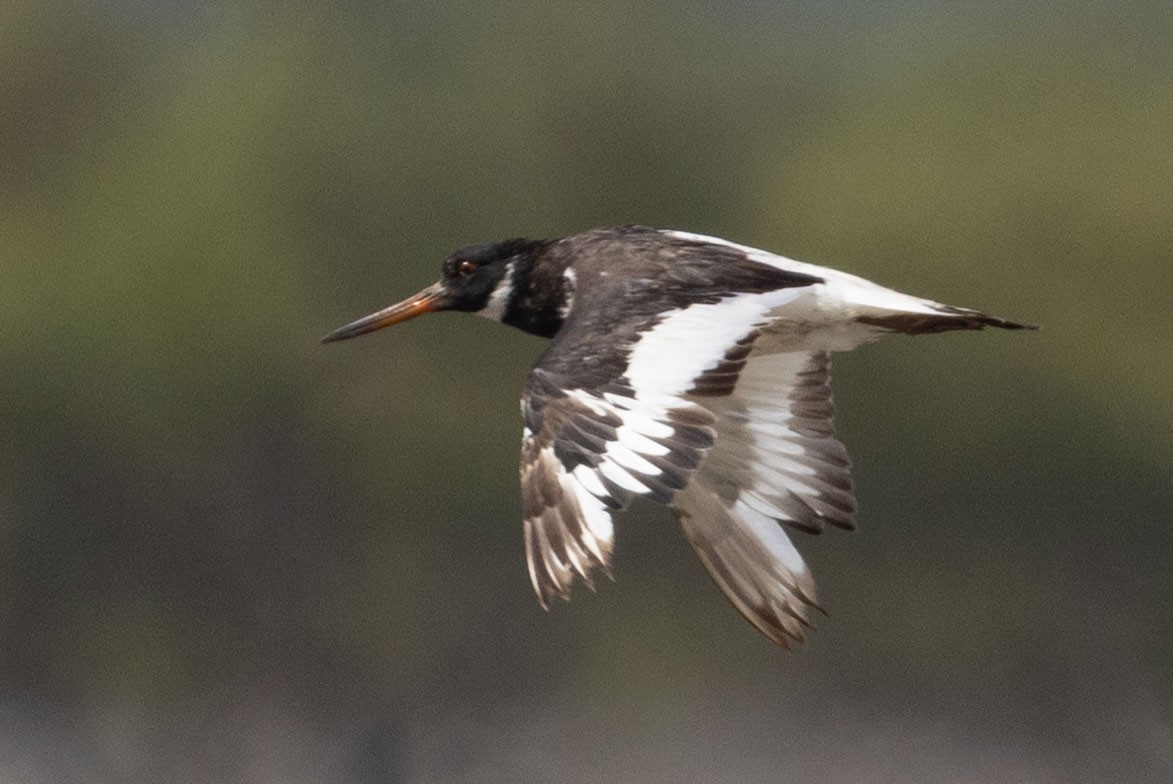 Eurasian Oystercatcher - ML643077206