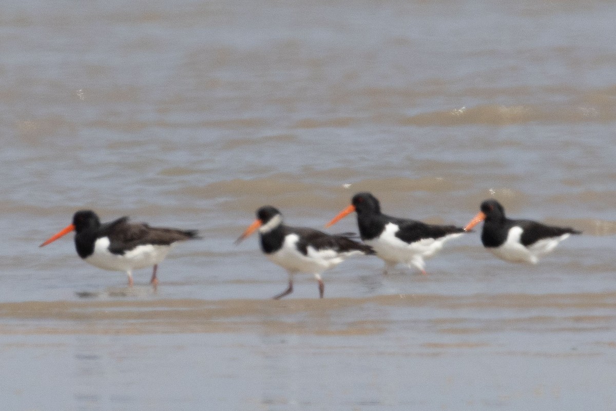 Eurasian Oystercatcher - ML643077207