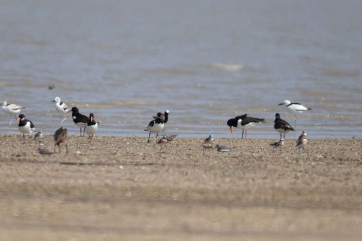 Eurasian Oystercatcher - ML643077208