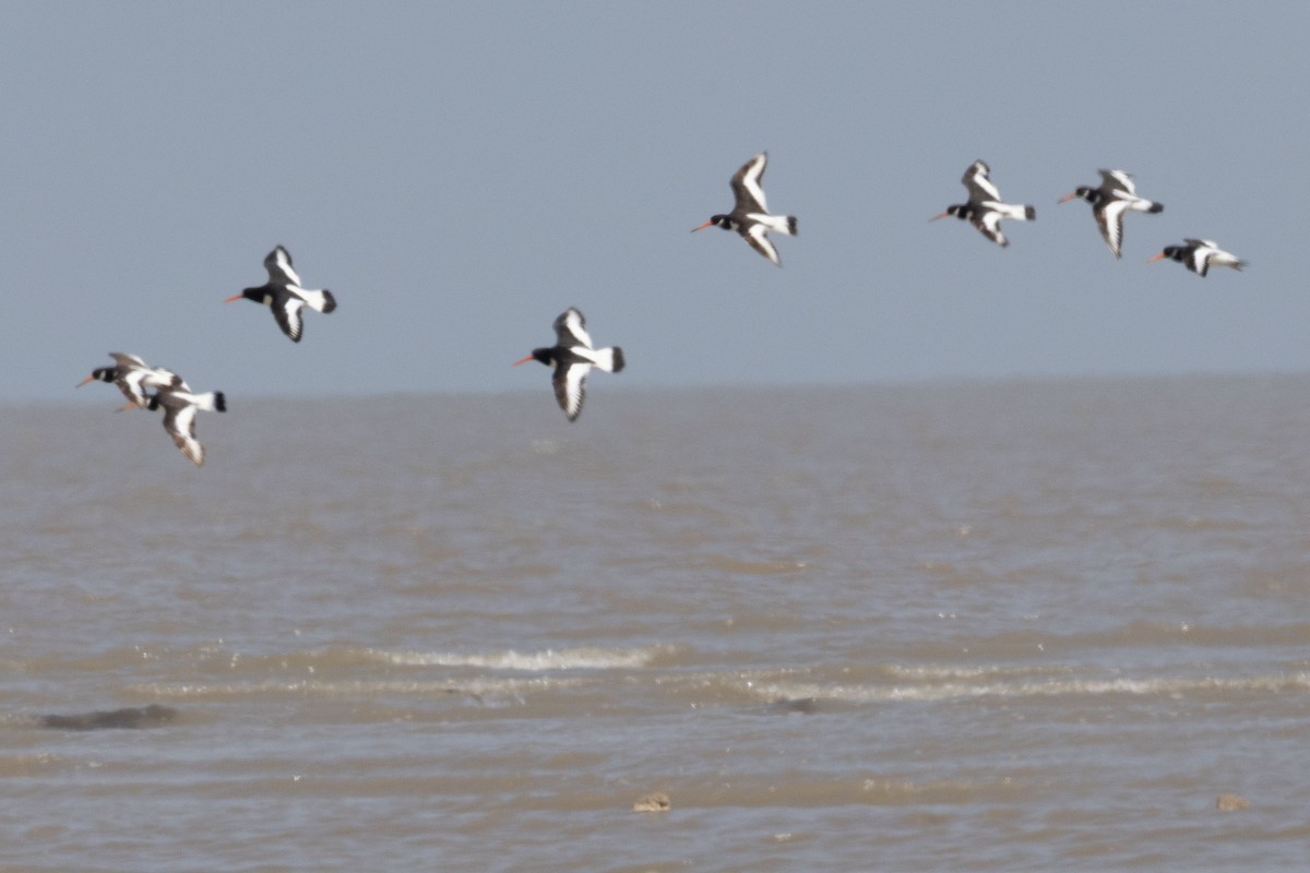 Eurasian Oystercatcher - ML643077209