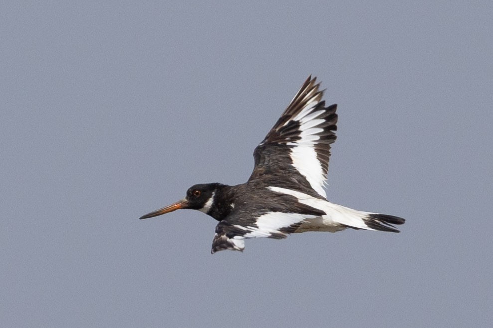 Eurasian Oystercatcher - ML643077210