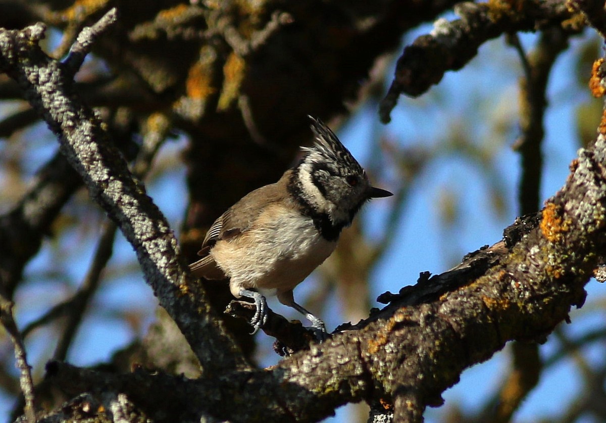 Crested Tit - ML643077212