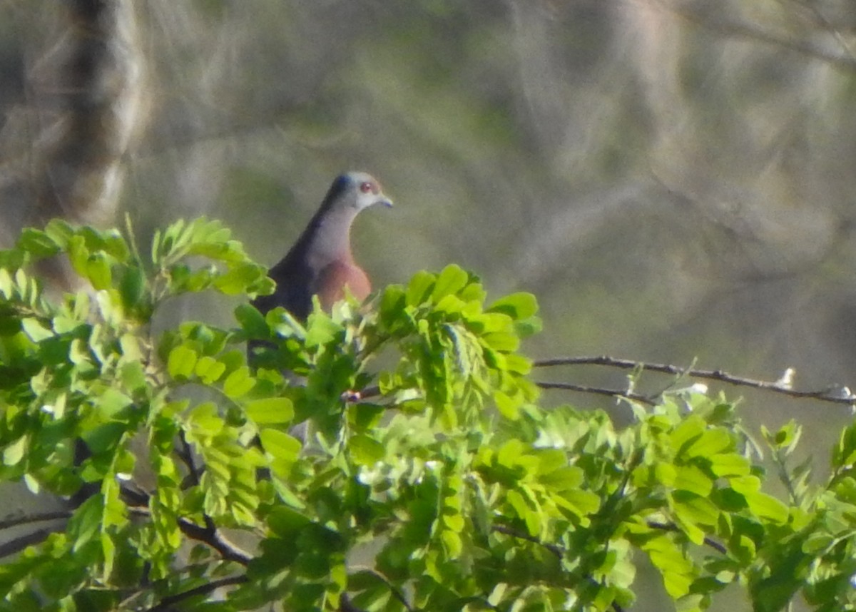 Pale-vented Pigeon - ML643077213