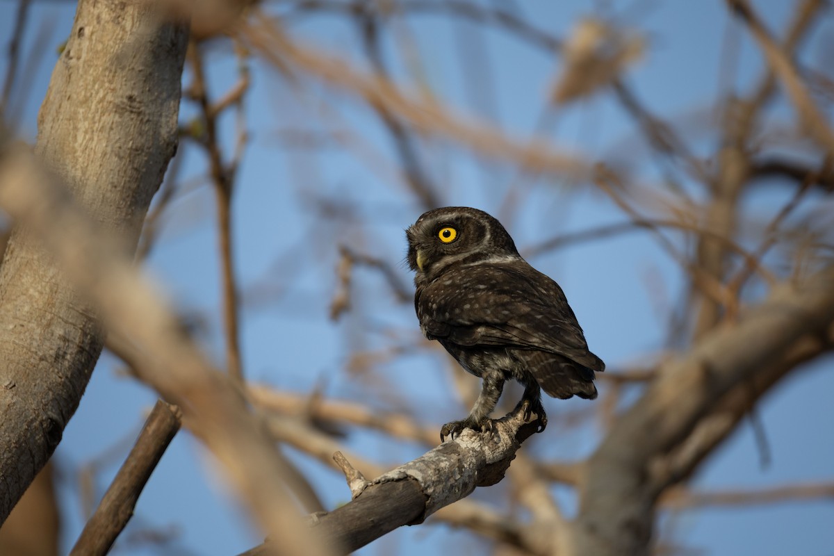 Spotted Owlet - ML643077214