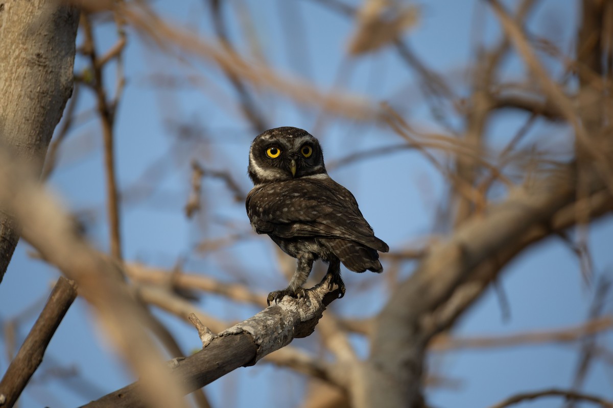 Spotted Owlet - ML643077215