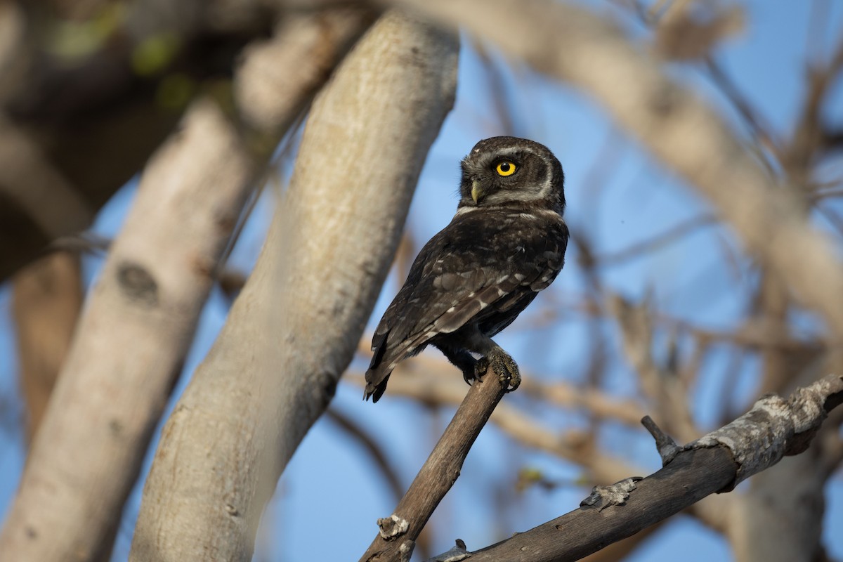 Spotted Owlet - ML643077216