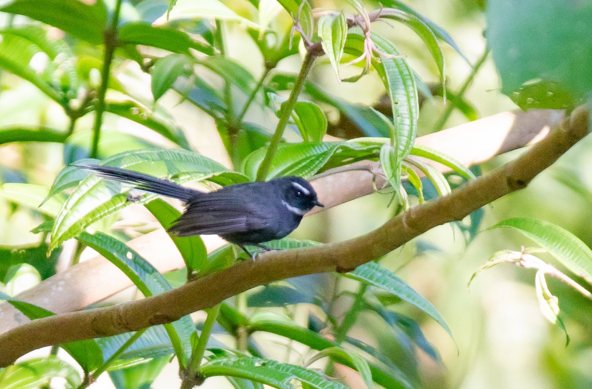 White-throated Fantail - ML643077225