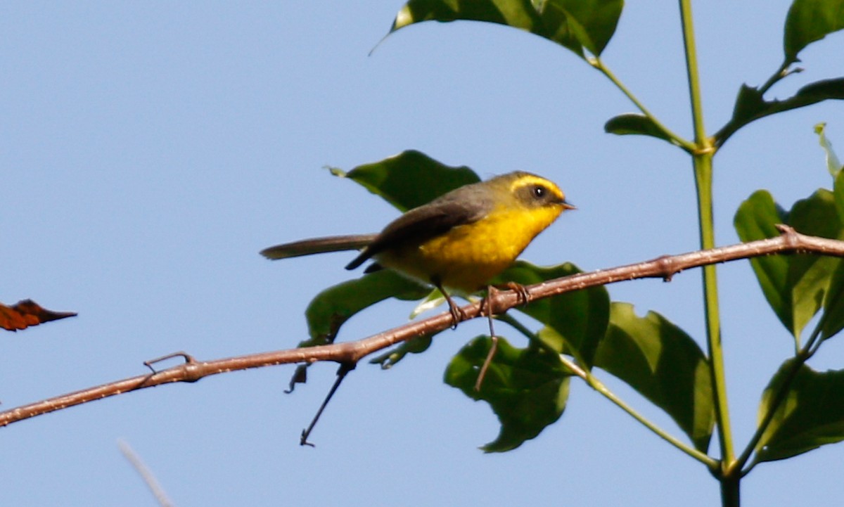 Yellow-bellied Fairy-Fantail - ML643077232