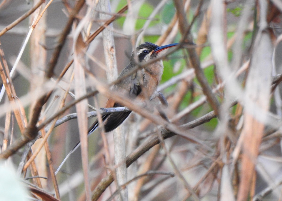 Planalto Hermit - ML643077235