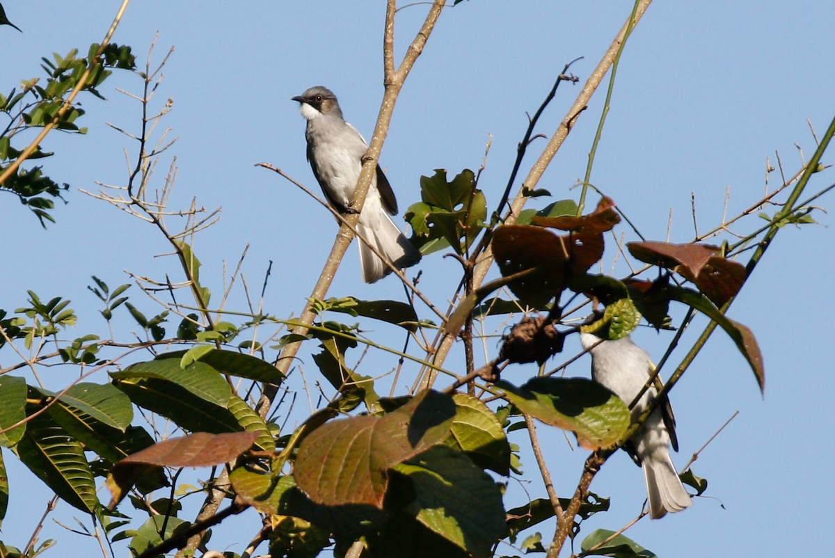 Ashy Bulbul - ML643077238
