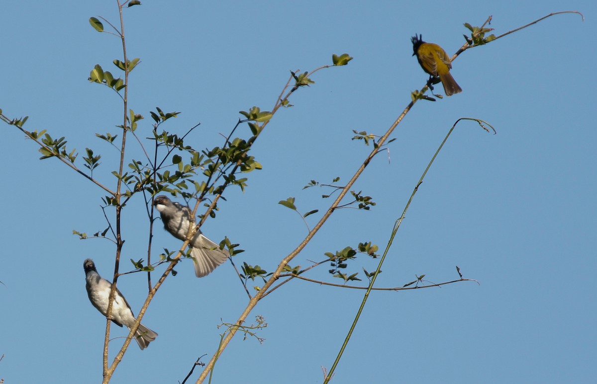 Ashy Bulbul - ML643077239