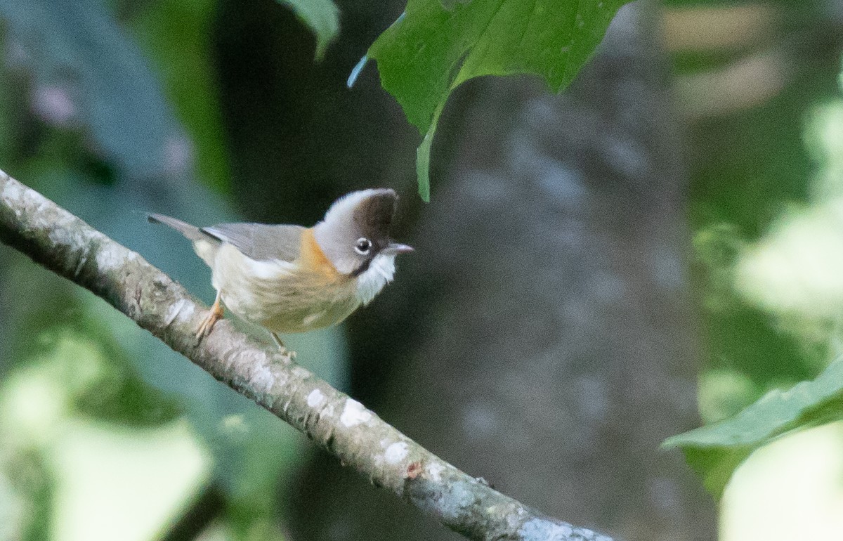 skjeggyuhina - ML643077246