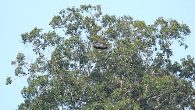 Rhinoceros Hornbill - ML643077253