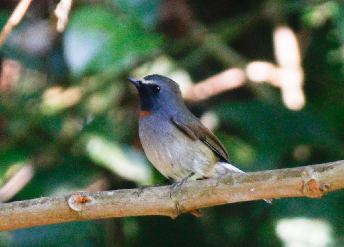 Rufous-gorgeted Flycatcher - ML643077258